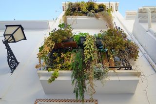 Dziki ogród na balkonie