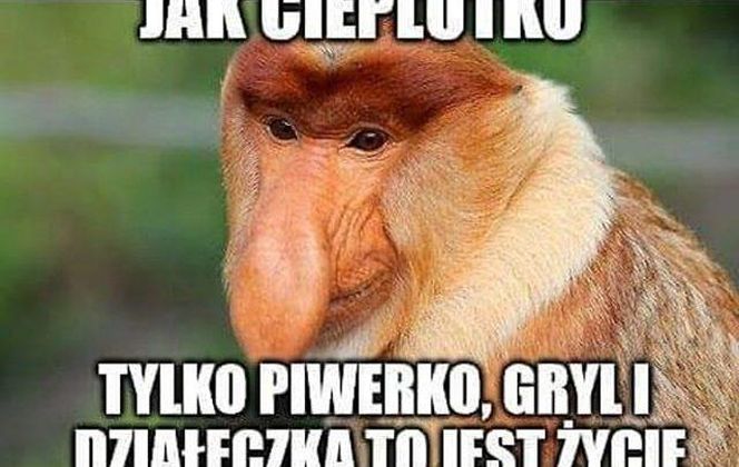 Memy majówka 2025