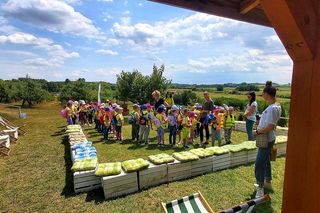 Czereśnie na farmie Jabusko w Świętokrzyskiem