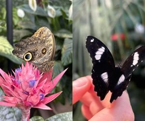 Setki kolorowych motyli w łódzkim zoo! Powraca wyjątkowa atrakcja