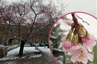 To najsłynniejsze drzewo w Szczecinie. Wiśnia japońska na Jasnych Błoniach znów zaskoczyła mieszkańców