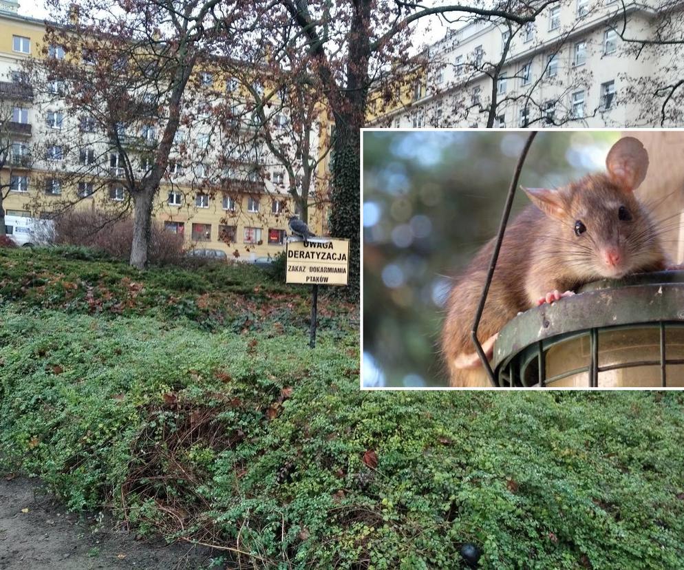 Szczury na placu Ratajskiego w Poznaniu
