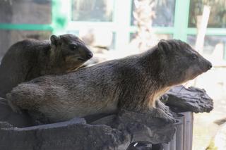 Góralki skalne w Warszawskim ZOO
