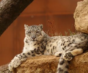 Pantera śnieżna Pamir wyprowadza się z Polski