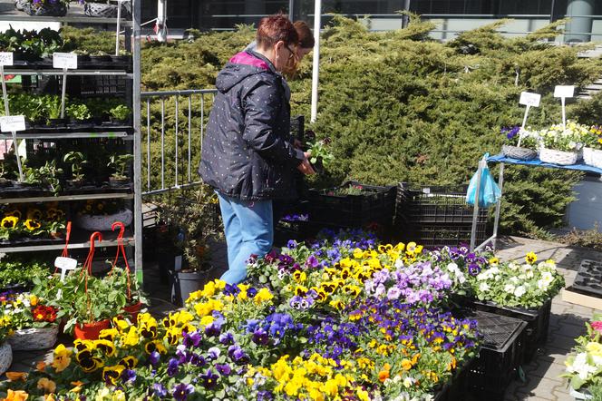 Wiosenny Kiermasz Ogrodniczy w Bydgoszczy [ZDJĘCIA]