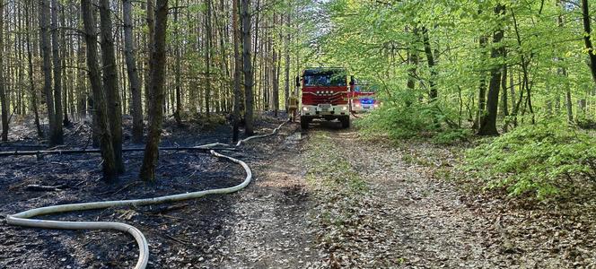 Pożar w lesie w Lubuskiem. Interweniowały służby