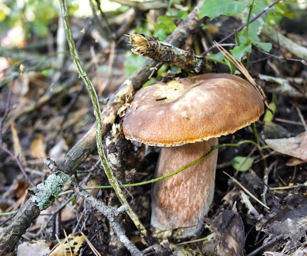 szatan goryczak żółciowy