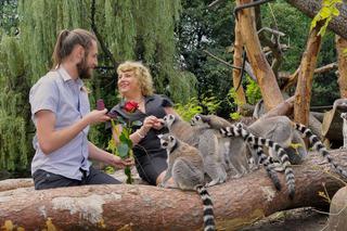 Kochasz? To oświadcz się w warszawskim zoo wśród lemurów