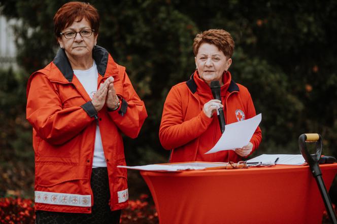 Oby rósł 100 lat! Dąb czerwony na jubileusz 100-lecia PCK