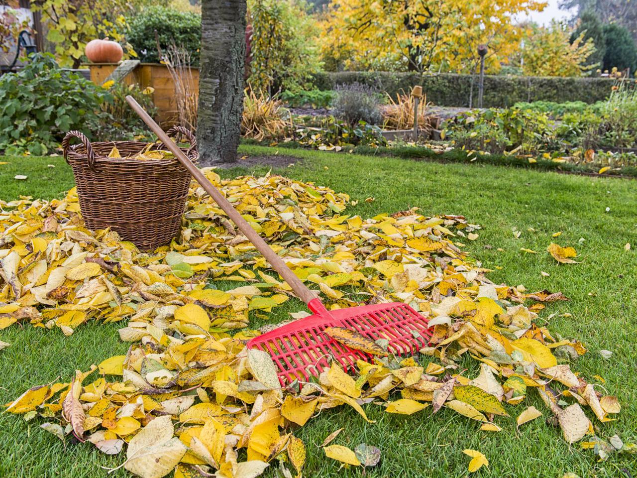 Czy wiesz, jakie prace trzeba zrobić jesienią w ogrodzie? Sprawdź się w quizie!