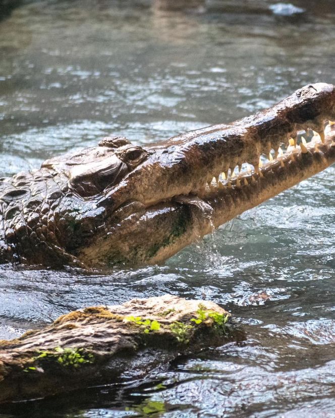 Orientarium Zoo Łódź. Pierwsze karmienie Krakena w historii ogrodu. To największy krokodyl w Europie [ZDJĘCIA].