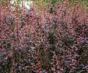 Berberys Thunberga 'Rose Glow'