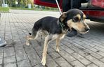 Suczka żyła wśród pól, na łańcuchu. Nawet nie przy budzie. Od wiatru osłaniała ją taczka