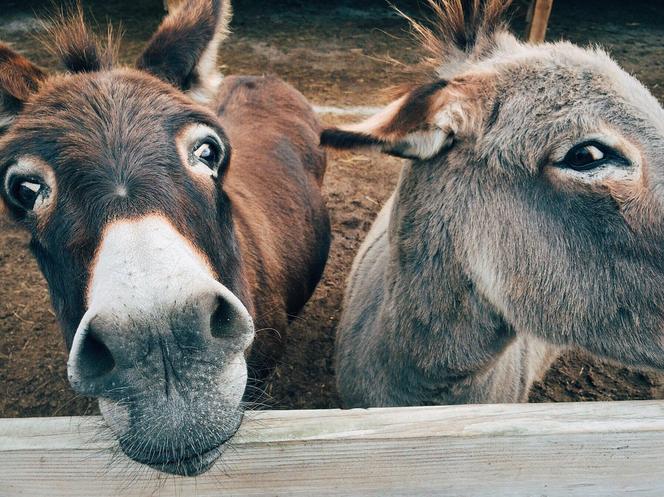 Żywą szopkę można obejrzeć przed kościołem Sanktuarium Miłosierdzia Bożego w Gdańsku Strzyży 