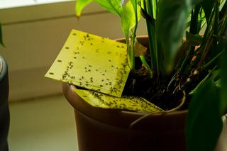 Domowy preparat na ziemiórki. Sprawdź, jak skutecznie pozbyć się czarnych muszek i larw pożerających kwiaty doniczkowe