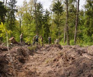 Blisko 1000 drzew posadzili pracownicy Ośrodka Kultury Leśnej w Gołuchowie 