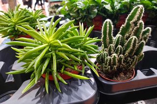 II Festiwal Roślin w Siedlcach odbył się w hali sportowej siedleckiej Samochodówki