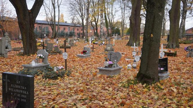 To prawdopodobnie najstarsza aleja drzew w Olsztynie. Znajduje się na cmentarzu [ZDJĘCIA]