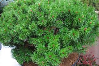 Sosna górska (kosodrzewina) 'Hnizdo' - Pinus mugo 'Hnizdo'