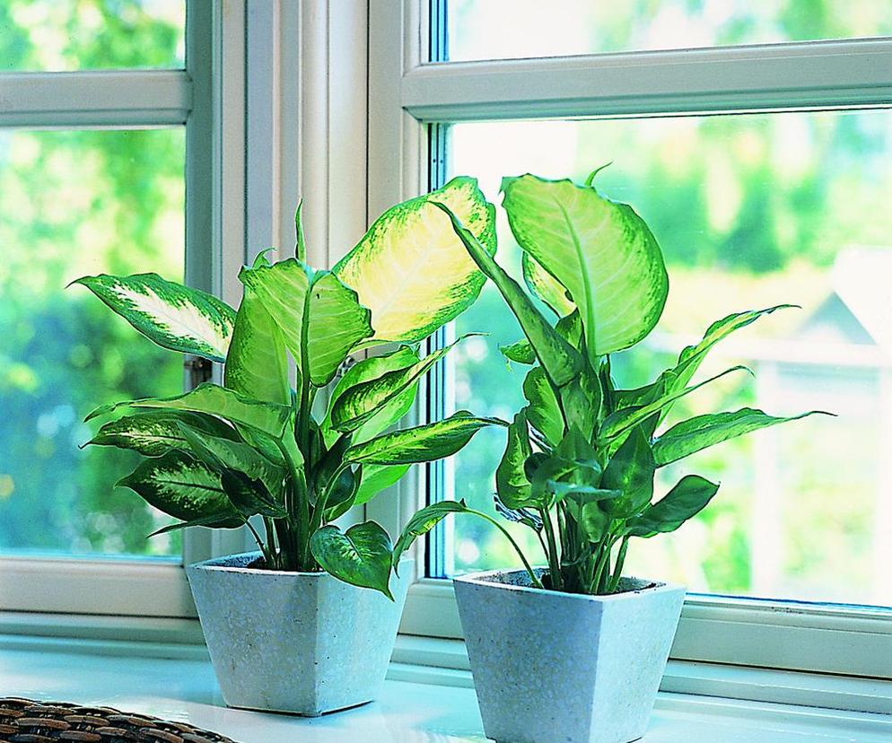 Difenbachia (Dieffenbachia)