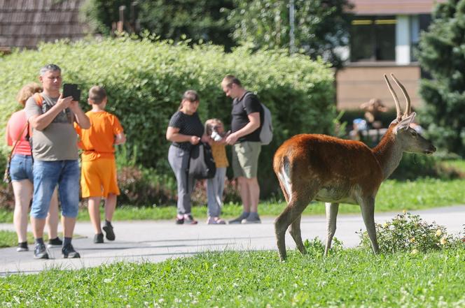 Łanie i jelenie w Zakopanem