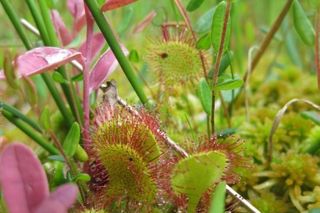 Ogromne zmiany w Puszczy Boreckiej. Co oznacza powiększenie rezerwatu Borki na Mazurach?