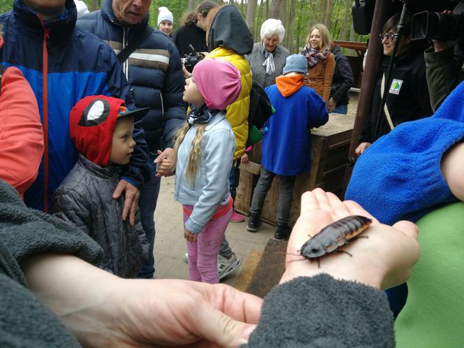 Owce z myślęcińskiego zoo pozbyły się nadmiaru wełny. Zobaczcie, jak wyglądało ich strzyżenie! [ZDJĘCIA]