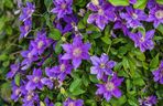 Powojnik 'Arabella'