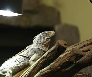 Kolejny cud narodzin w Śląskim Ogrodzie Zoologicznym. To prawdziwy baby boom!