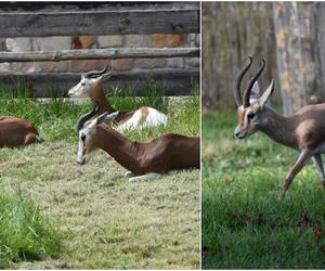 W zamojskim zoo pojawili się nowi mieszkańcy. Przyjechali tu prosto z Hiszpanii!