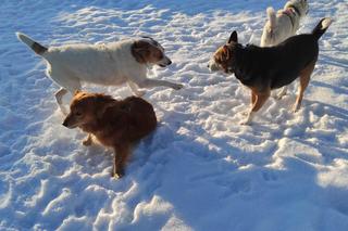 Schronisko dla zwierząt w Nowym Sączu zimą