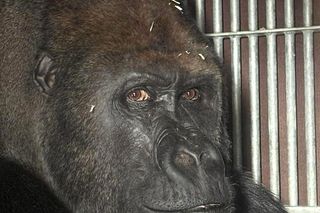 Goryli amant wyruszył na randkę życia. Bwana założy rodzinę w Szwajcarii. „Będziemy tęsknić”