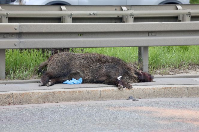 Warszawa sparaliżowana! Karambol po potrąceniu dzika. Kosmiczny korek aż do Marsa
