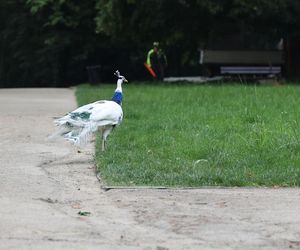 Ogród Saski w Lublinie w wakacyjny poranek 2025