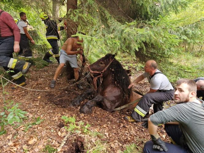 Nietypowe interwencje służb. Strażacy-ochotnicy uratowali stado koni, a strażnicy miejscy sarenki