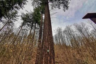 Najwyższe drzewo w Polsce rośnie na Dolnym Śląsku. Ma 120 lat i niemal 60 metrów wysokości!