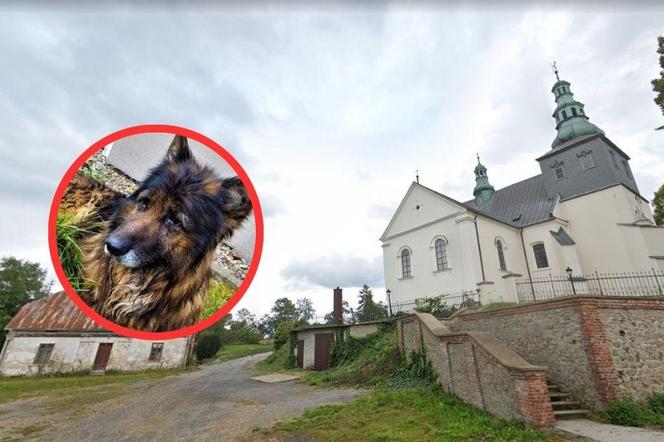 Śląskie: Proboszcz parafii trzymał niedożywione psy. Mieszkańcy wezwali pomoc