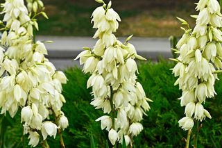 Zalałam w wiadrze i podlałam jukę ogrodową, a ta nagle zakwitła. Od tamtej pory nie mogę doliczyć się kwiatów. Domowy nawóz do juki ogrodowej