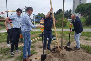 Mieszkańcy Rzeszowa posadzili nowe drzewa. Dadzą cień i zazielenią przestrzeń! 
