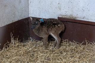 Zoologiczna sensacja w ZOO w Poznaniu 