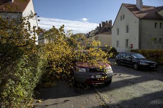 Wrocław. Wichura zwaliła drzewo na samochód