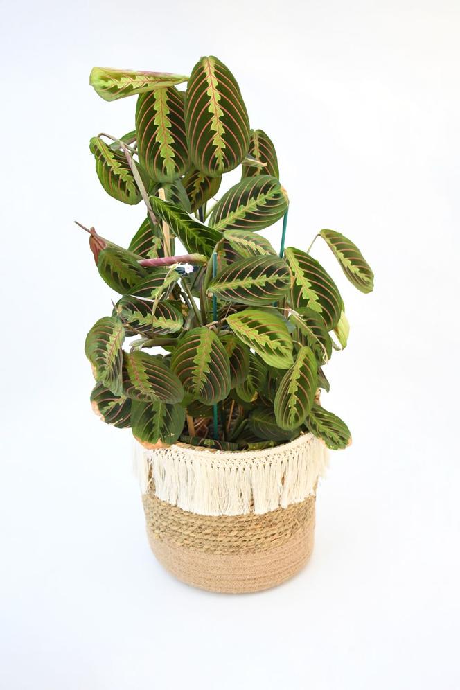 Maranta