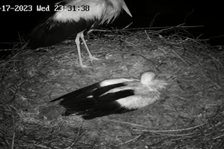 Zarka, Posadek i ich małe boćki