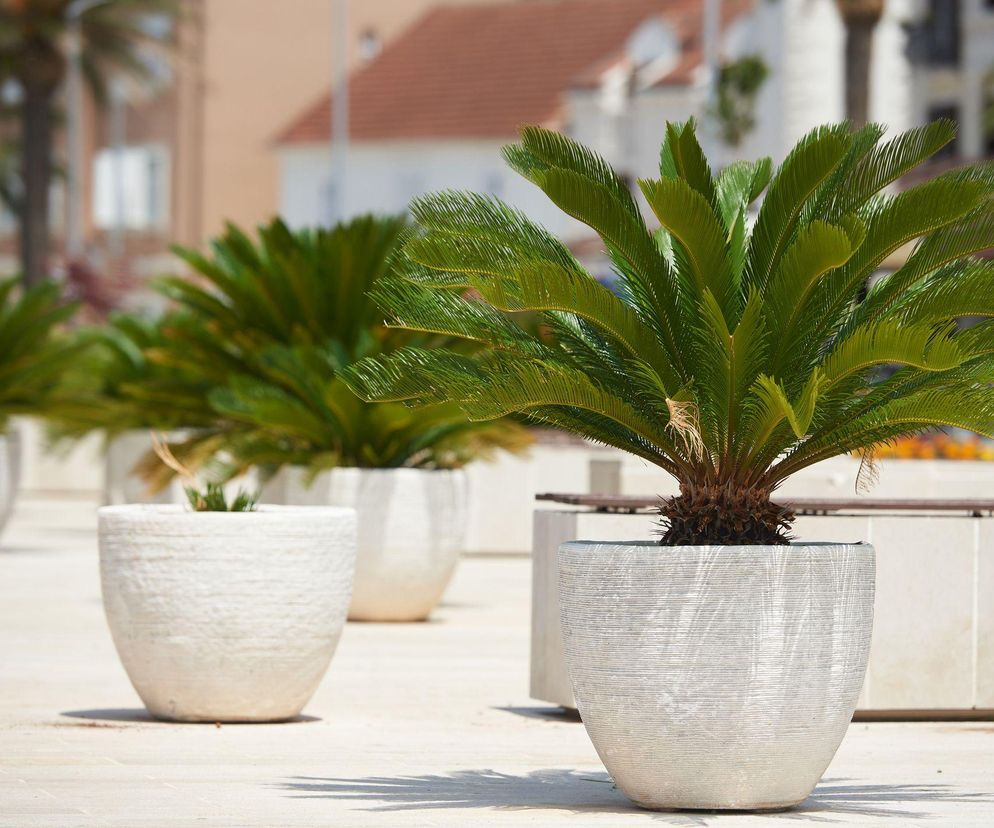 Egzotyczny cykas w domu: jak go pielęgnować?