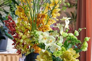 Storczyk Cymbidium (Cymbidium)