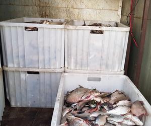 Około 25 ton martwych ryb wyłowiono dotąd na lubuskim odcinku Odry