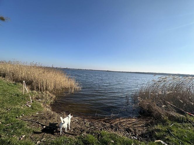Przygodzice. Mało wody w stawach. Mniej ryb i zagrożenie dla przyrody