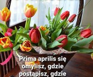 Kartki i grafiki na Prima Aprilis 2025. Pobierz za darmo i świętuj 1 kwietnia z humorem!