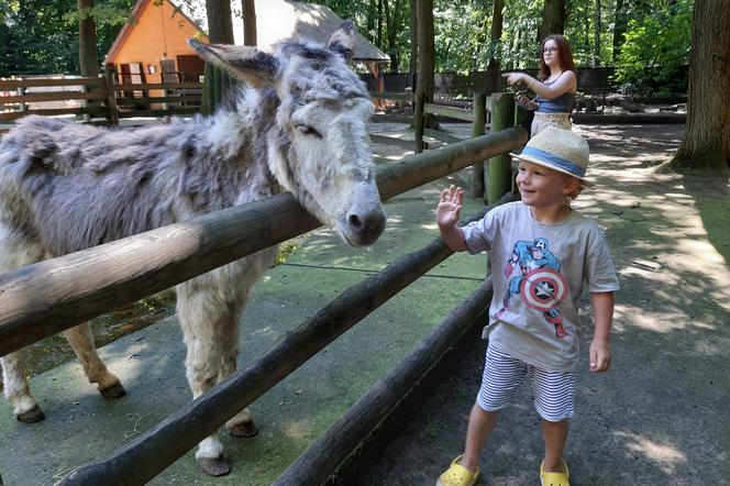 Można zwiedzać krakowski ogród zoologiczny