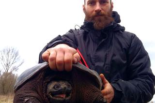 Bestia z Ameryki siała postrach pod Grójcem. Interweniowali ekolodzy